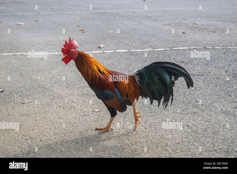 Chicken road slot, chicken road demo